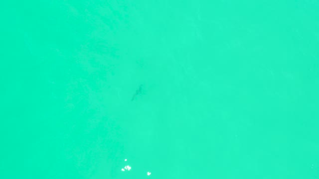 MARQUIS LOS CABOS BCS MEXICO-2021: Shark Swimming in Shallow Turquoise Water