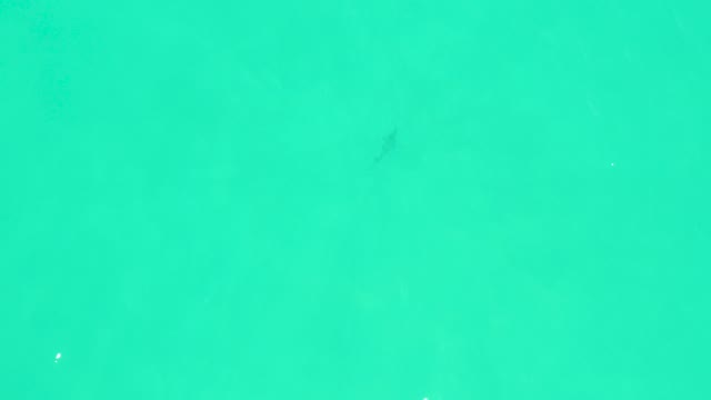 MARQUIS LOS CABOS BCS MEXICO-2021: Small Fish Swimming in Turquoise Water