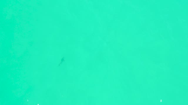 MARQUIS LOS CABOS BCS MEXICO-2021: Fish Swimming in Clear Turquoise Ocean Water
