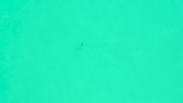 MARQUIS LOS CABOS BCS MEXICO-2021: Shark Swimming in Clear Turquoise Water