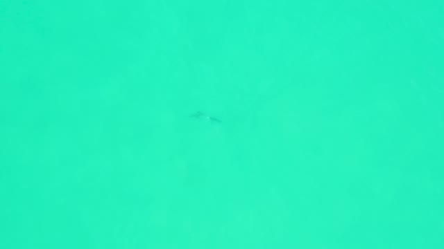 MARQUIS LOS CABOS BCS MEXICO-2021: Overhead View of Fish Swimming in Clear Ocean Water