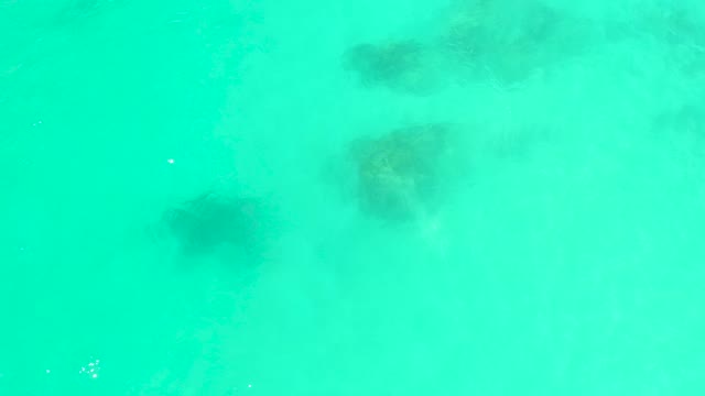 MARQUIS LOS CABOS BCS MEXICO-2021: Seaweed Swaying in Clear Turquoise Ocean Water