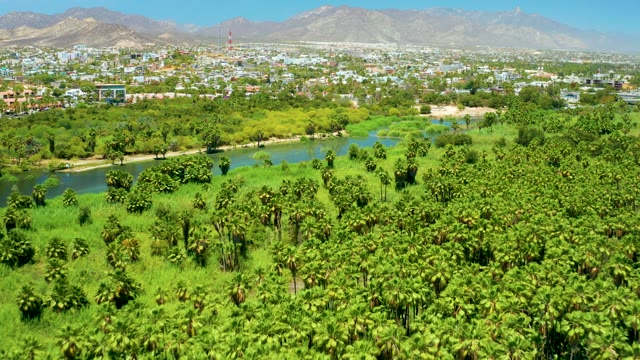 SAN JOSE DEL CABO ESTUARY BCS MEXICO-2021: Palm Trees, River, and Town From Above
