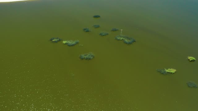 SAN JOSE DEL CABO ESTUARY BCS MEXICO-2021: Calm Water with Floating Algae Patches