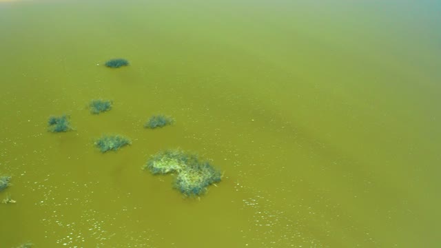 SAN JOSE DEL CABO ESTUARY BCS MEXICO-2021: Algae Patches Drifting in Murky Water From Above