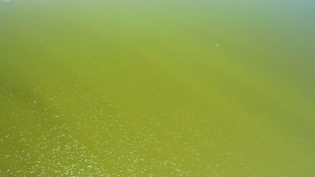 SAN JOSE DEL CABO ESTUARY BCS MEXICO-2021: Green Algal Bloom on Water Surface