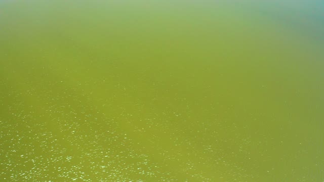 SAN JOSE DEL CABO ESTUARY BCS MEXICO-2021: Green Algae on Calm Water Surface