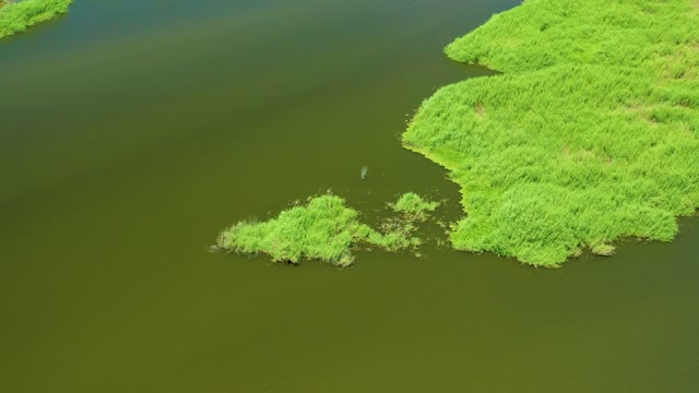 SAN JOSE DEL CABO ESTUARY BCS MEXICO-2021: Bird Moving in Water Near Green Reeds