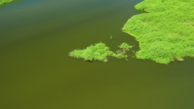 SAN JOSE DEL CABO ESTUARY BCS MEXICO-2021: Wetland Water with Reeds and a Moving Bird