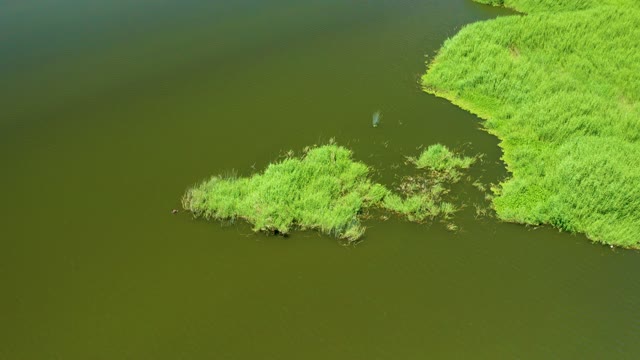 SAN JOSE DEL CABO ESTUARY BCS MEXICO-2021: Small Animal Swimming in Reed-filled Water