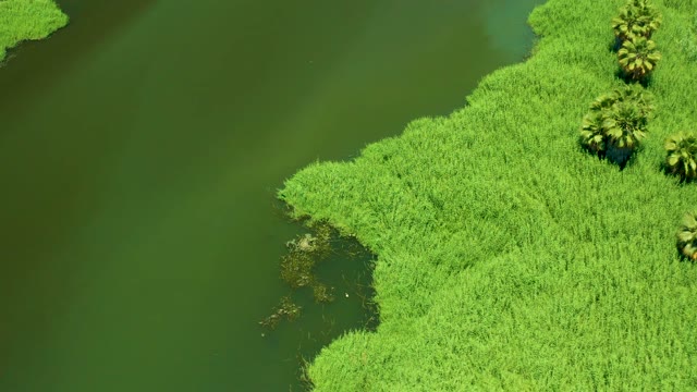 SAN JOSE DEL CABO ESTUARY BCS MEXICO-2021: Dense Green Reeds Along Calm Water's Edge