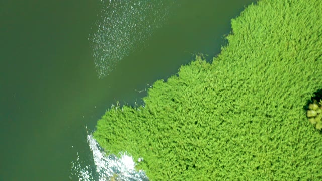 SAN JOSE DEL CABO ESTUARY BCS MEXICO-2021: Shifting Sunlight on Water and Green Reeds