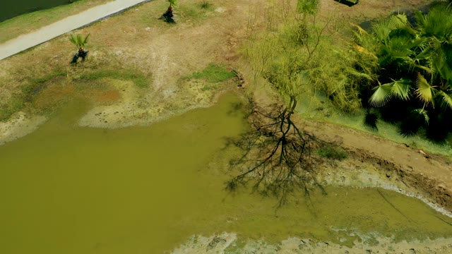 SAN JOSE DEL CABO ESTUARY BCS MEXICO-2021: Muddy Pond with a Central Tree and Shifting Aerial View