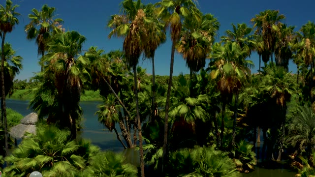 SAN JOSE DEL CABO ESTUARY BCS MEXICO-2021: Palm Grove and Waterway with Distant Mountains