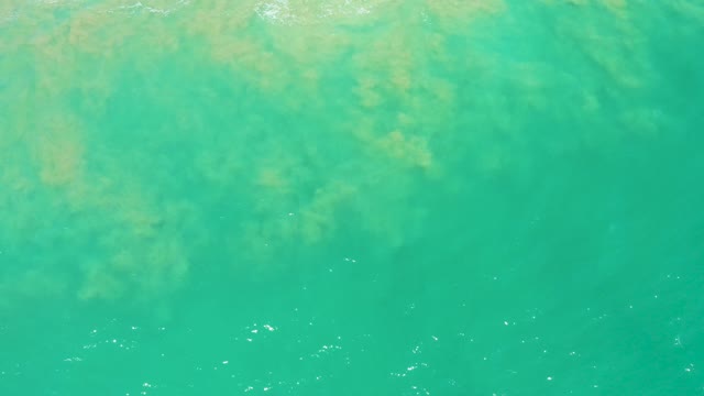 SAN JOSE DEL CABO ESTUARY BCS MEXICO-2021: Overhead View of Turquoise Ocean with Floating Seaweed