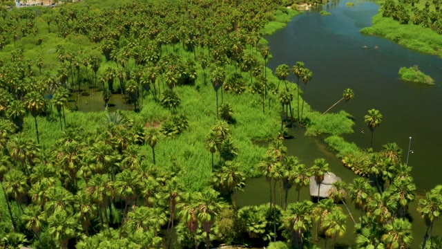 SAN JOSE DEL CABO ESTUARY BCS MEXICO-2021: Palm Trees and Water Ponds in a Lush Wetland
