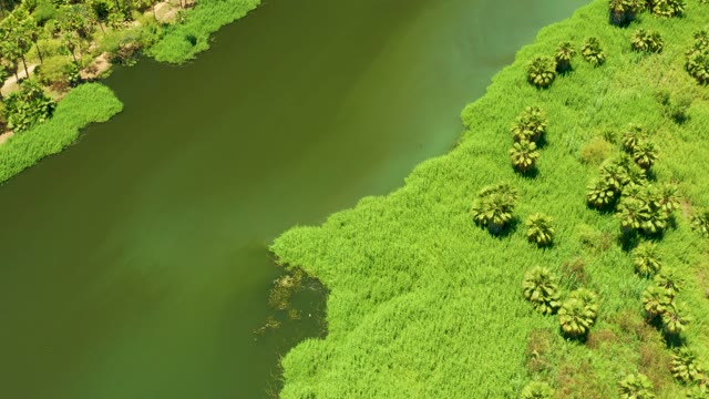 SAN JOSE DEL CABO ESTUARY BCS MEXICO-2021: Calm River and Lush Vegetation Aerial