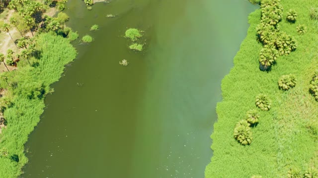 SAN JOSE DEL CABO ESTUARY BCS MEXICO-2021: Lush River Banks and Birds From Aerial View