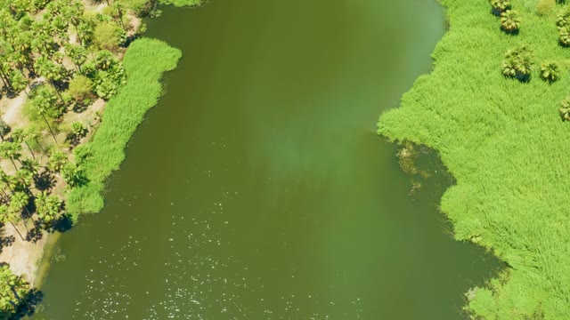 SAN JOSE DEL CABO ESTUARY BCS MEXICO-2021: Drone Flight Over a Lush Lake with Floating Debris