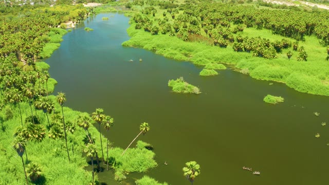 SAN JOSE DEL CABO ESTUARY BCS MEXICO-2021: Winding River Through Lush Green Wetlands and Palm Trees