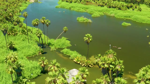 SAN JOSE DEL CABO ESTUARY BCS MEXICO-2021: Rising Floodwater Submerges Palm Tree Riverbank