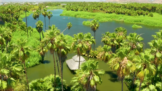 SAN JOSE DEL CABO ESTUARY BCS MEXICO-2021: Palm Trees Along a Waterway in a Green Landscape