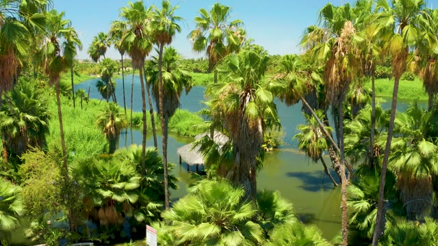 SAN JOSE DEL CABO ESTUARY BCS MEXICO-2021: Palm Trees Surrounding a Clear Lake with Small Pavilion