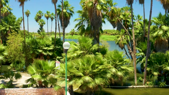 SAN JOSE DEL CABO ESTUARY BCS MEXICO-2021: Palm Trees and Water Feature in a Park