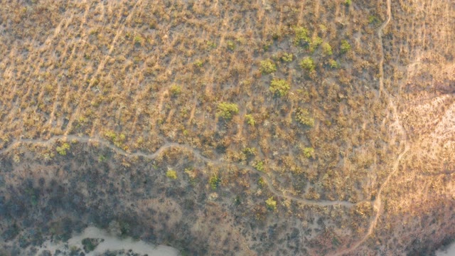 CABO PULMO BCS MEXICO-2021: Scattered Green Shrubs on Arid Grassland