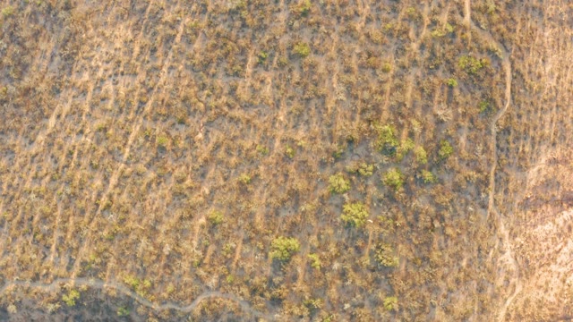 CABO PULMO BCS MEXICO-2021: Dry Grassland with Scattered Green Shrubs From Above