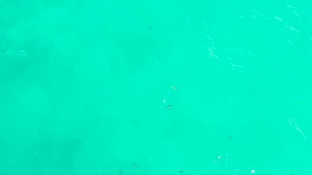 HILTON LOS CABOS MEXICO-2021: Small Fish Swimming in Clear Turquoise Water