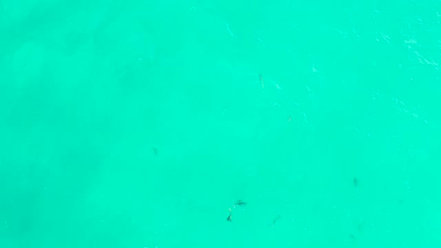 HILTON LOS CABOS MEXICO-2021: Small Fish Swimming in Clear Turquoise Water