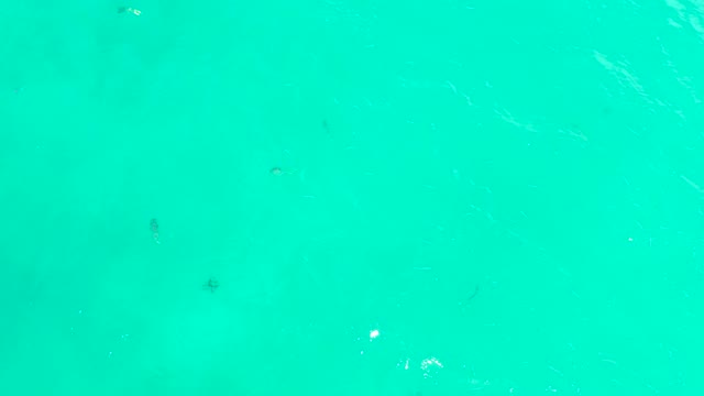 HILTON LOS CABOS MEXICO-2021: Small Fish Swimming in Clear Turquoise Water