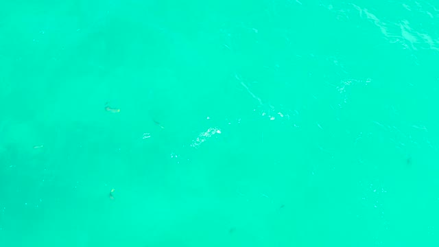 HILTON LOS CABOS MEXICO-2021: Small Fish Swimming in Clear Turquoise Ocean Water