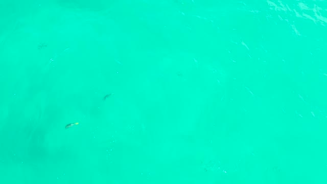 HILTON LOS CABOS MEXICO-2021: Small Fish Swimming in Clear Turquoise Water