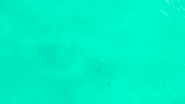 HILTON LOS CABOS MEXICO-2021: Small Fish Swimming in Clear Turquoise Water