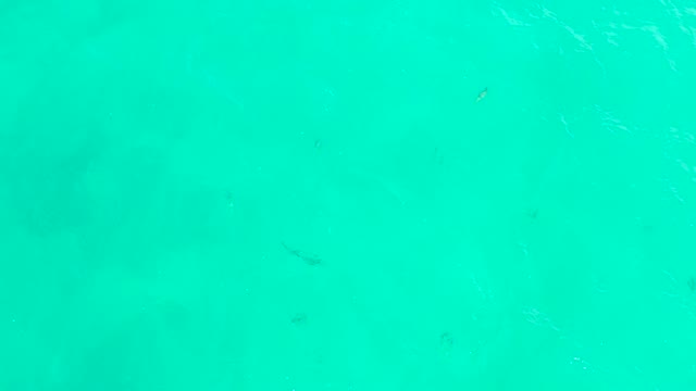 HILTON LOS CABOS MEXICO-2021: Small Fish Swimming in Clear Turquoise Water