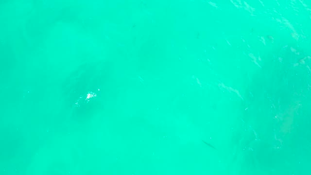 HILTON LOS CABOS MEXICO-2021: Stingray Swimming in Clear Turquoise Ocean Water