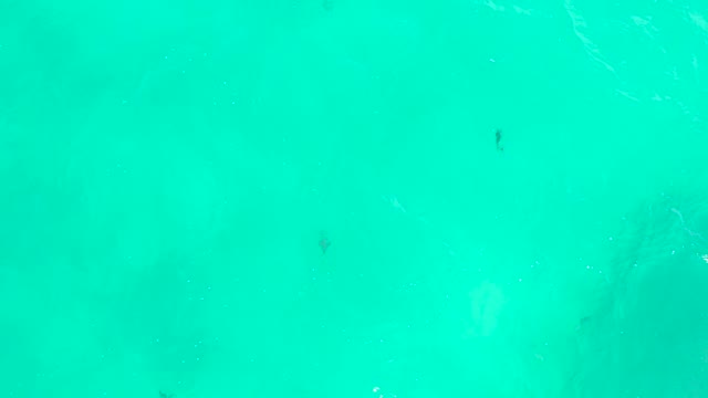HILTON LOS CABOS MEXICO-2021: Small Fish Swimming in Clear Turquoise Water