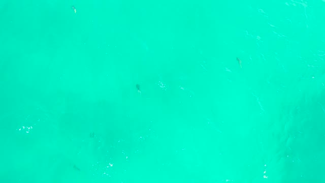 HILTON LOS CABOS MEXICO-2021: Clear Turquoise Water with Swimming Fish