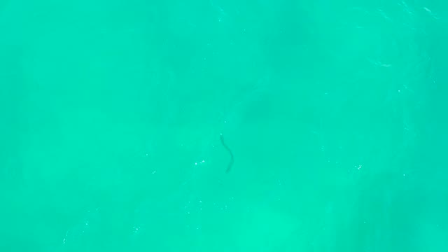 HILTON LOS CABOS MEXICO-2021: Eel Swimming in Clear Turquoise Water