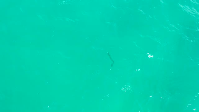 HILTON LOS CABOS MEXICO-2021: Overhead View of a Fish in Turquoise Ocean Water