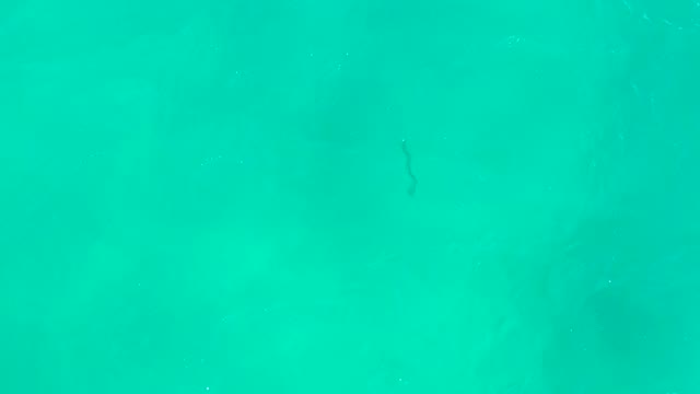 HILTON LOS CABOS MEXICO-2021: Eel Swimming in Clear Turquoise Water