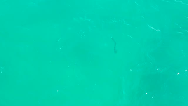 HILTON LOS CABOS MEXICO-2021: Fish Swimming in Clear Turquoise Water