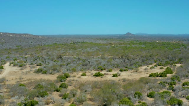 LA LAGUNA BEACH LOS CABOS MEXICO-2021: Desert Landscape with Scattered Cacti and Low-lying Shrubs