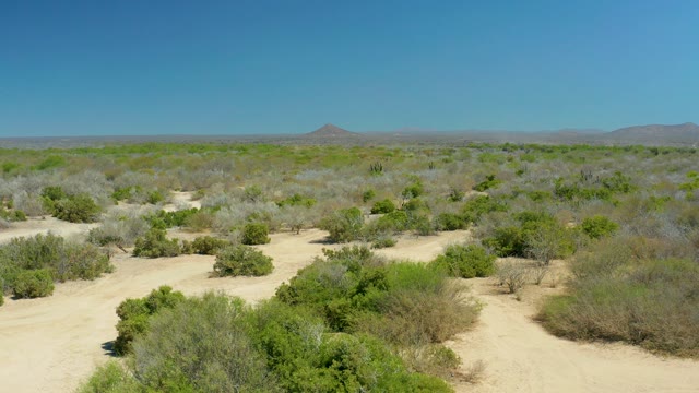 LA LAGUNA BEACH LOS CABOS MEXICO-2021: Desert Landscape with Sparse Bushes and Sandy Ground