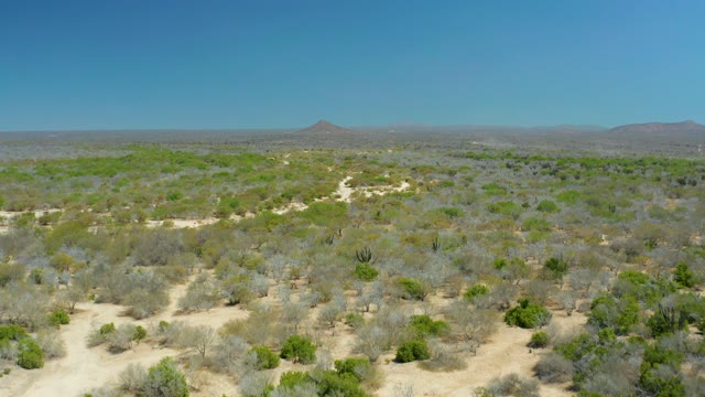 LA LAGUNA BEACH LOS CABOS MEXICO-2021: Winding Sandy Path Through Arid Desert Shrubland