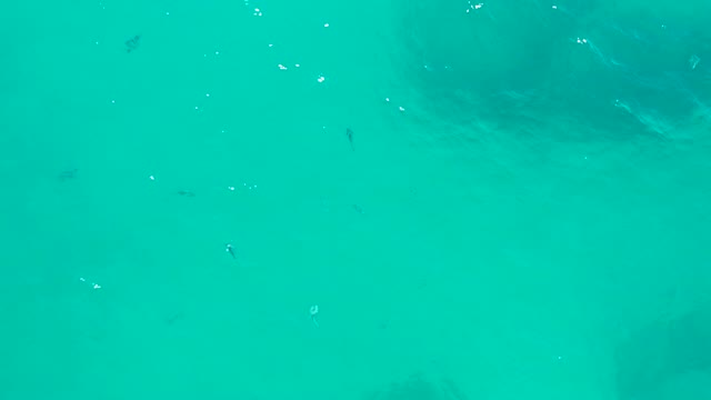 SAN JOSE DEL CABO BCS MEXICO-2020: Small Fish Swimming in Clear Turquoise Water
