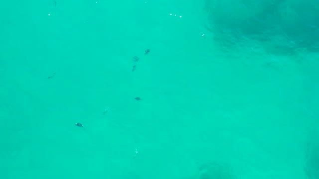 SAN JOSE DEL CABO BCS MEXICO-2020: Small Fish Swimming in Turquoise Shallow Water