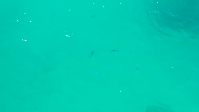 SAN JOSE DEL CABO BCS MEXICO-2020: Small Fish Darting in Shallow Turquoise Sea